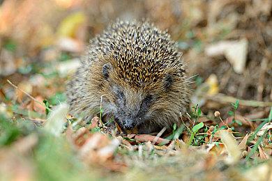 《极限竞速：地平线5》预览视频第八期：多人模式